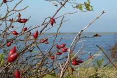 Geltinger Birk Ostsee
