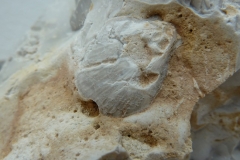 Fossile Muschel