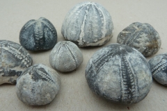 Fossilie Seeigel