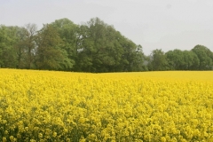 Rapsfeld Damp